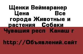 Щенки Веймаранер › Цена ­ 40 000 - Все города Животные и растения » Собаки   . Чувашия респ.,Канаш г.